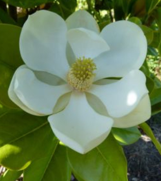 Floarea magnoliei veșnic verde Francois Treyve