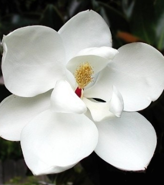 Floarea magnoliei parfumată de vara