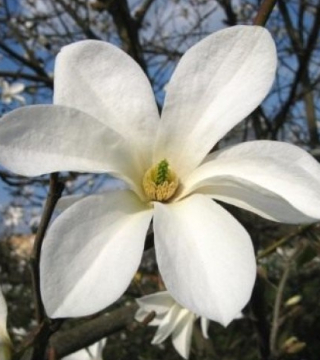 Floarea magnoliei albe