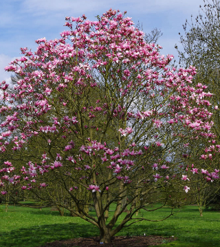 Magnolia mov Nigra 
