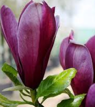 Цветок лилиецветной магнолий Нигра