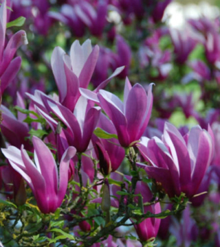 Florile magnoliei mov Nigra