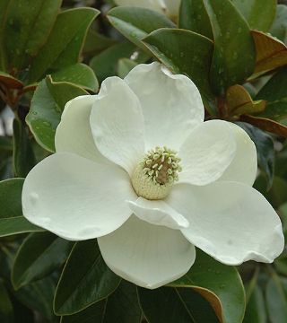 Floarea magnoliei grandiflora Bracken's brown beauty