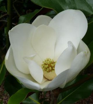 Floarea magnoliei grandiflora Bracken's brown beauty