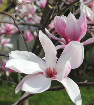 Floarea magnoliei Roz