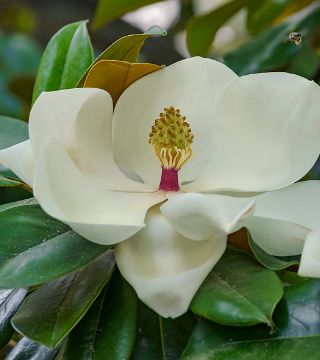 Floarea magnoliei grandiflora Goliath