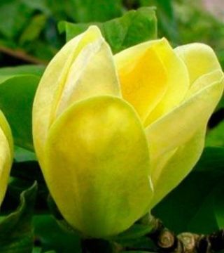 Цветок бруклинской магнолий Желтая птица