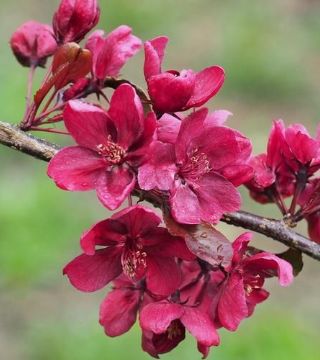 Цветы яблони Роялти