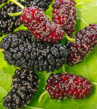 Fructele dudului negru
