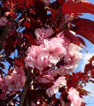 Цветы сакуры Роял Бургунди