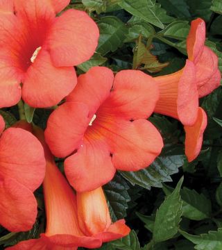 Кампсис гибридный Мадам Гален-цветы
