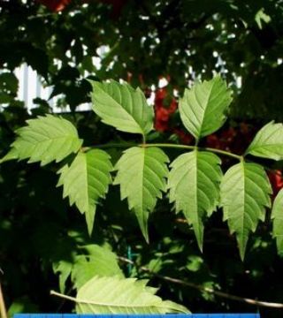 Кампсис гибридный Мадам Гален-листья