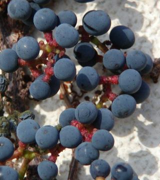 Виноград девичий триострённый Вейтчи- плоды