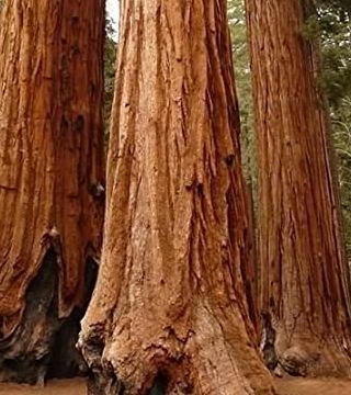 Sequoia gigant - trunchi