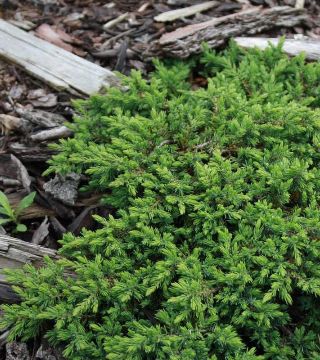 Juniperus communis Green Carpet