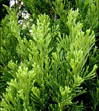 Juniperus chinensis Spartan - лист