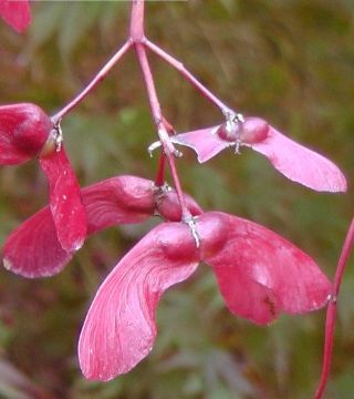 Florile arțarului japonez Vitifolium