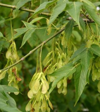 Плоды ясенелистного клёна Аурео-Вариегатум