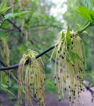 Цветы ясенелистного клёна Аурео-Вариегатум