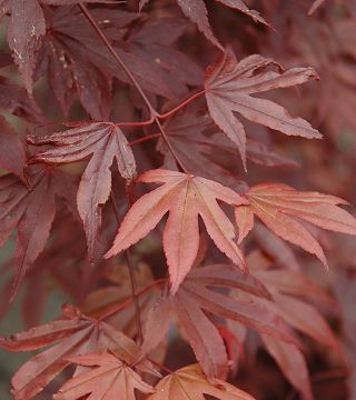 Frunzele arțarului japonez Fireglow