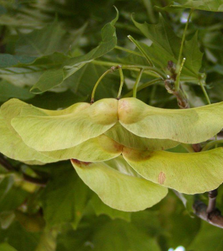 Fructul paltinului de câmp Globosum